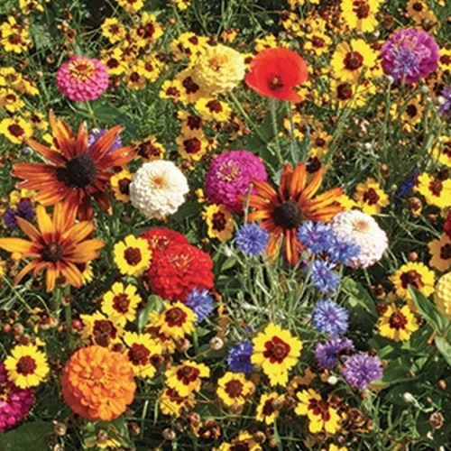 Spring Plant and Flower Sale Field of Flowers various colors